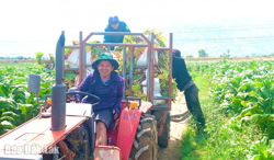 Hiệu quả từ chuyển đổi cơ cấu cây trồng tại huyện Lắk