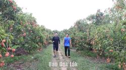 Huyện Ea Kar: Liên kết sản xuất, tiêu thụ trái vải tươi trên địa bàn xã Ea Sar