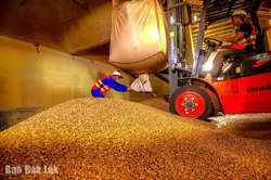 Vang danh trên Bản đồ cà phê thế giới