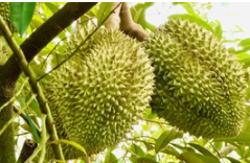 "Đổ lỗi dùng phân bón DAP khiến sầu riêng nhiễm cadimi là chưa chính xác"?