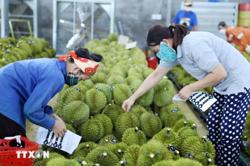 Thay đổi tư duy để định vị thương hiệu sầu riêng