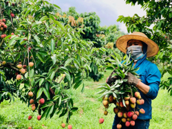 Xây dựng trên 1.200 mô hình trình diễn về trồng trọt, chăn nuôi