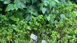 Hai thanh niên tử vong ven đường chưa rõ nguyên nhân