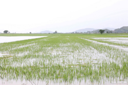 Sẵn sàng lực lượng, phương tiện để ứng phó với ảnh hưởng của bão số 1