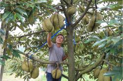 Hành động để sầu riêng Đắk Lắk vươn thị trường quốc tế