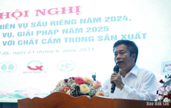 Sầu riêng Đắk Lắk chủ động nói không với chất cấm