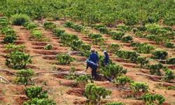 Tây Nguyên, Nam Trung Bộ có bản tin khí hậu riêng cho cây trồng chủ lực