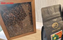 Giá cà phê hôm nay 17-6: Đồng loạt lao dốc