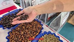 Giá cà phê hôm nay 18-6: Tiếp tục giảm sâu, sắp mất mốc 110.000 đồng/kg