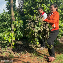 Huyện Krông Pắc: Một hộ dân ở xã Hòa Đông bị kẻ gian cắt trộm dây tiêu