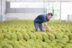 Đại biểu Quốc hội đề xuất các giải pháp thúc đẩy xuất khẩu nông sản