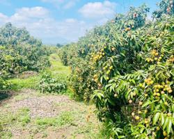 Sử dụng ‘vốn mồi’ để phát triển kinh tế tập thể