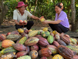 Để ca cao không còn là “kẻ bên lề”