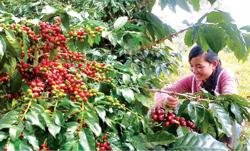 Cà phê tận dụng lợi thế cạnh tranh