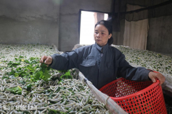 Nông dân Krông Bông làm giàu từ những mô hình hiệu quả