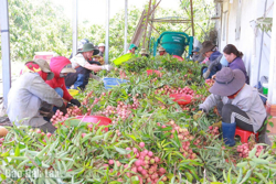 Mùa trái chín ngọt lành