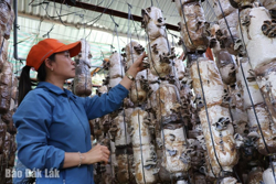 TP. Buôn Ma Thuột triển khai nhiều hoạt động hỗ trợ phụ nữ khởi nghiệp