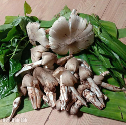 Mùa “lộc trời” ở Tây Nguyên