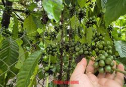 Giá cà phê hôm nay 23-6: Lo âu vì được mùa!