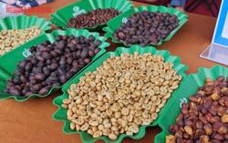 Giá cà phê hôm nay 24-6: Bất ngờ quay đầu tăng vọt