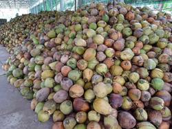 Vì sao Việt Nam ồ ạt nhập khẩu dừa?