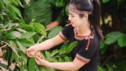 Cà phê giả và những hệ lụy