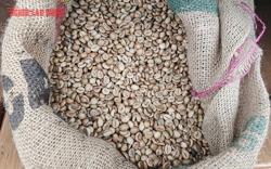 Giá cà phê hôm nay 25-6: Nông dân bắt đầu bán tháo?