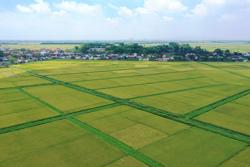 Thuế đất nông nghiệp được miễn thêm 5 năm, kéo dài tới hết 2030