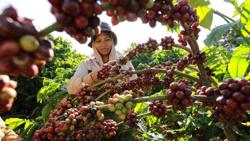 Tăng tốc hoàn thiện dữ liệu phục vụ EUDR, bảo đảm xuất khẩu không gián đoạn