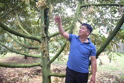 Tìm điểm tựa để sầu riêng Đắk Lắk chuyển sang hướng hữu cơ