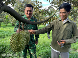 Người lính và giấc mơ sầu riêng trên biên giới