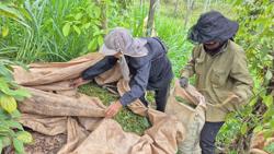 Trung Quốc dẫn đầu nhập khẩu hồ tiêu Việt Nam