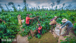 Minh bạch chuỗi cung ứng để giữ gìn thương hiệu cà phê Việt