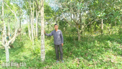 Hướng đi mới từ trồng cây dó bầu