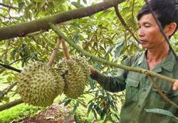 'Hành động tập thể' sản xuất sầu riêng đáp ứng yêu cầu xuất khẩu