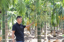 Cây “triệu phú" ở Ea Tiêu