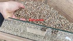 Giá cà phê hôm nay 5-6: Cắt đà giảm và kỷ lục mới