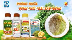 Bệnh thối trái sầu riêng và cách phòng trị