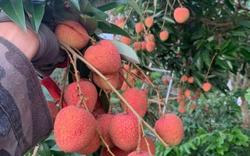 Kỳ vọng mùa vải thiều bội thu