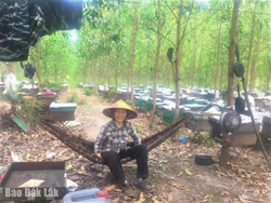 “Vị đắng” của mật ong (Kỳ 2)