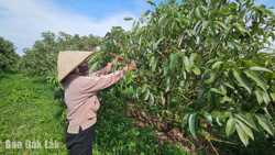 Hiệu quả từ Dự án SACCR tại Ea Kar