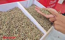 Giá cà phê hôm nay 1-7: Giảm tiếp, tương lai thế nào?