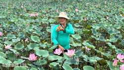 Nâng cao giá trị cho cây sen