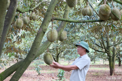 Nâng cao năng lực cho nông dân, hợp tác xã và doanh nghiệp xuất khẩu sầu riêng