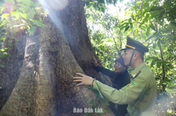 Tỷ lệ độ che phủ rừng tỉnh Đắk Lắk là 41,32%