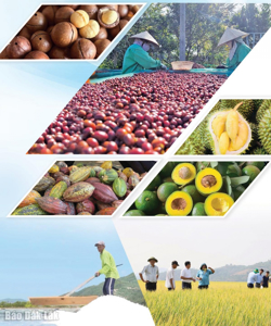 Tháo gỡ nút thắt trong quản lý chất lượng: Tạo sức bật cho nông sản sạch