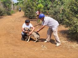 Bé trai tử vong sau 3 lần bị chó cắn nhưng không tiêm phòng
