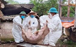 Dịch tả heo châu Phi có lây sang người?