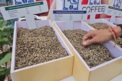 Giá cà phê hôm nay 16-7: Đảo chiều vội vàng do đâu?