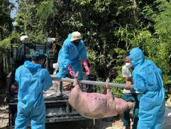 Không để dịch tả heo châu Phi bùng phát!